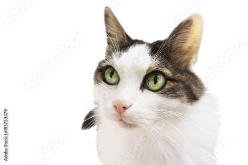 Portrait of green-eyed cat isolated on white background