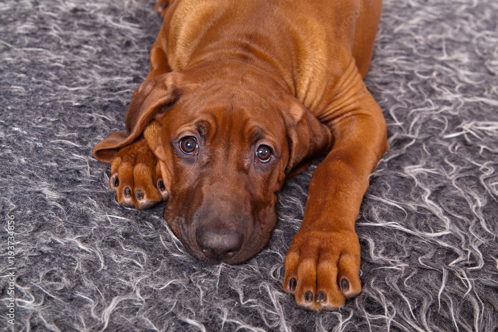 Sad dog breed Rhodesian Ridgeback puppy lying on a shaggy gray rug