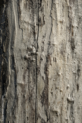 Bark of a old tree