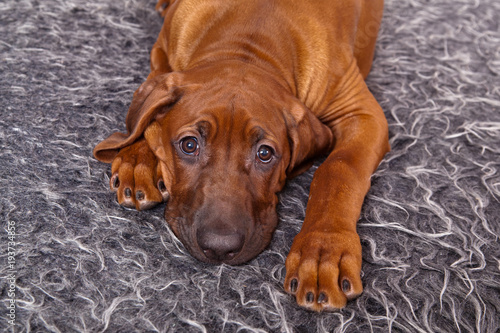 Sad dog breed Rhodesian Ridgeback puppy lying on a shaggy gray rug © annatronova