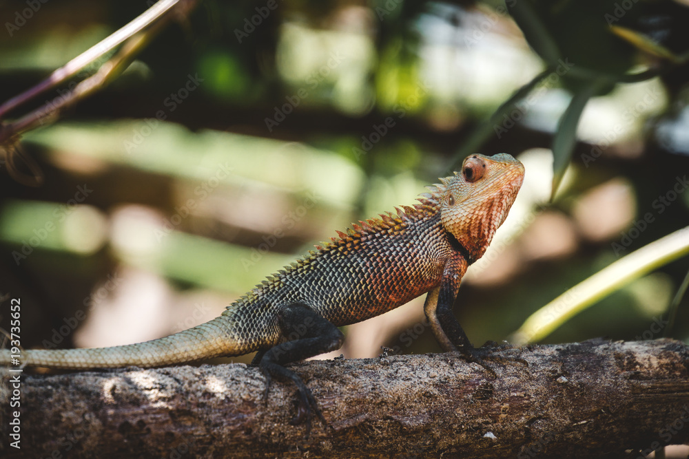 Fototapeta premium Drache (Blutsaugeragame)