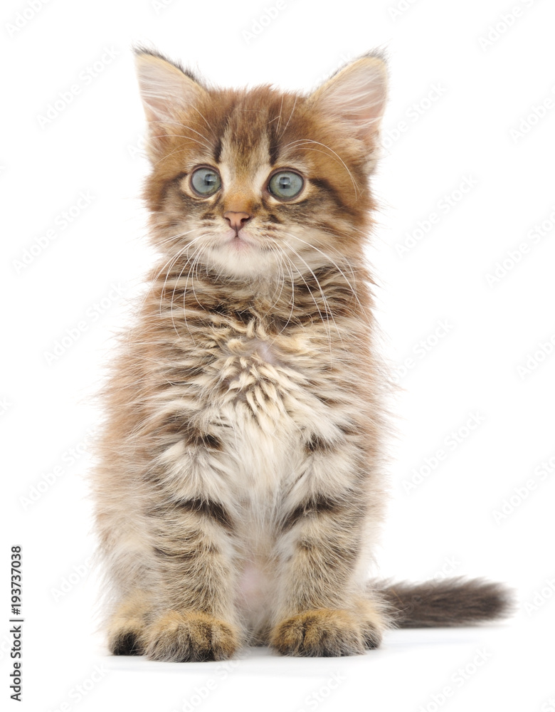 Kitten on white background.