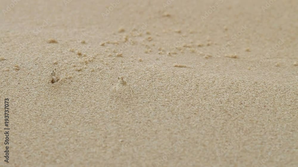 Tiny beige crab crawling near its hole without shell. Sandy beach on Phuket island, Thailand. Tiny beige crab crawling near its hole without shell. Sandy beach on Phuket island, Thailand.