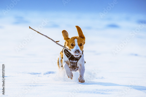 Beagle dog runs with a stick towards camera in a winter sunny day