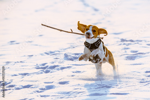 Beagle dog runs with a stick towards camera in a winter sunny day