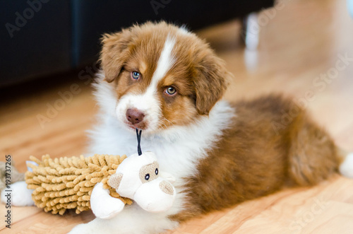 Fotografie Cute puppy of australian shepherd holding a toy