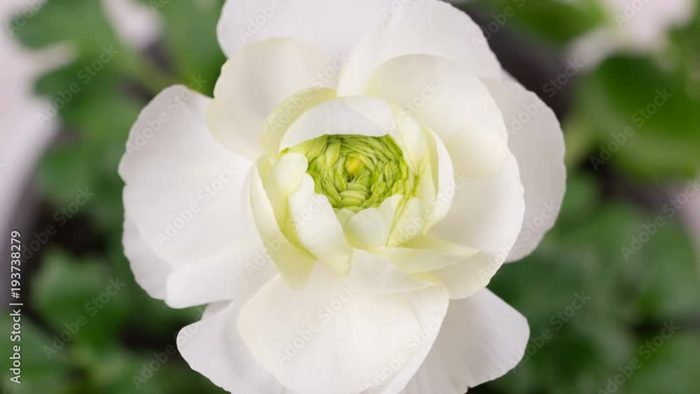 opening white ranunculus flower