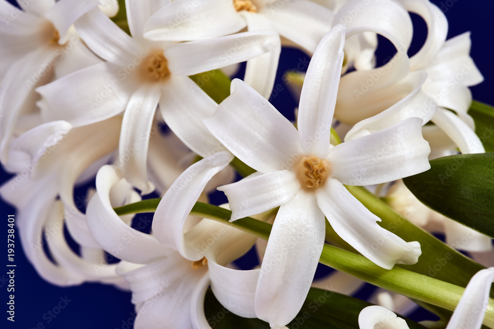 Details of a bouquet of flowers Hyacinth in a pot. Details of a bouquet of flowers Hyacinth in a pot.