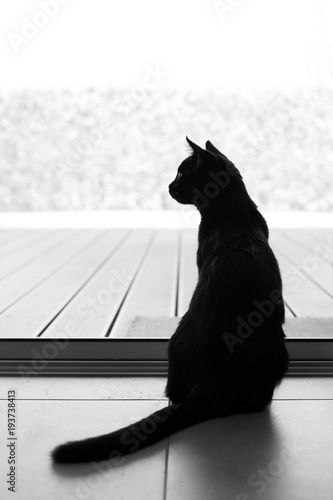 Принти на полотні Black tomcat