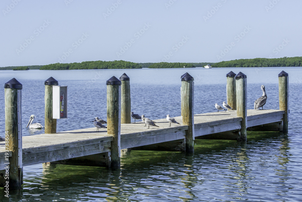 Wooden dock with brown pelican and gulls in Florida
