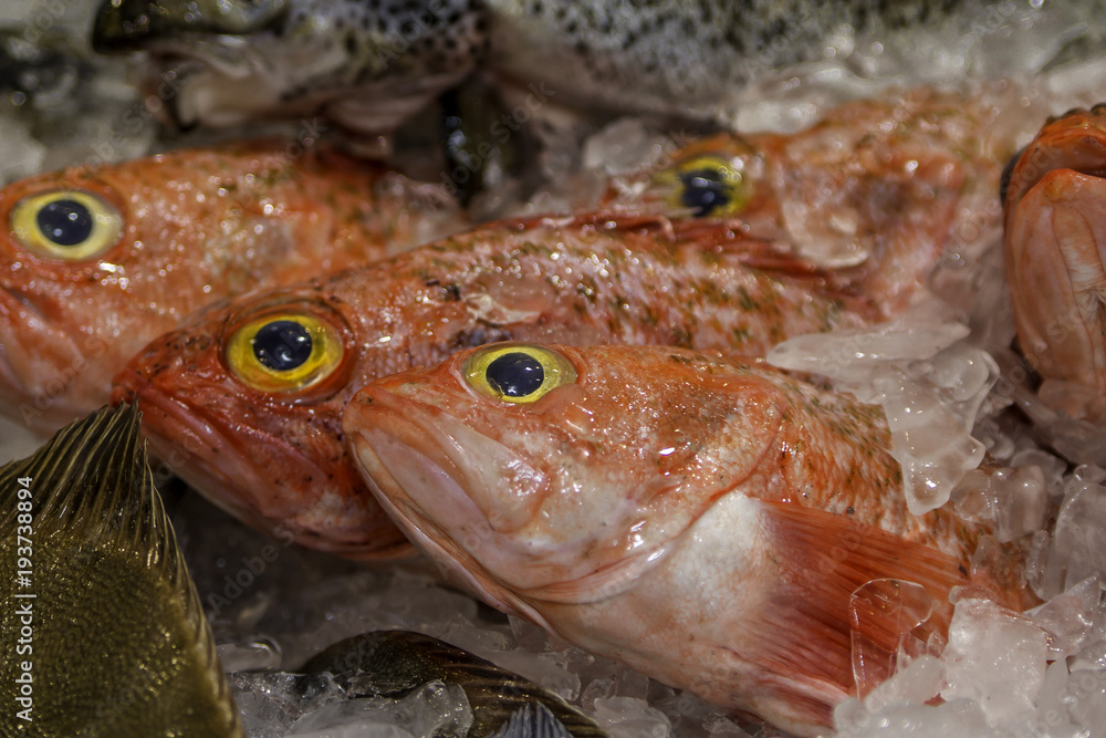 Orange roughy on ice