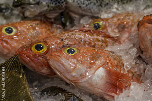 Orange roughy on ice