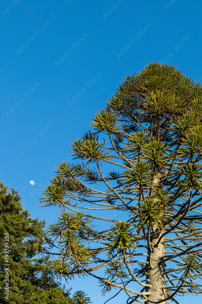 Norfolk Pine Tree