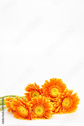 Goldy daisys on white background