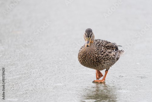 kaczka spaceruje o lodzie w zimie