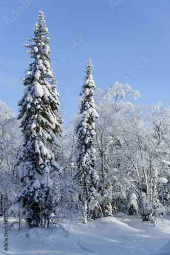 View of winter forest covered with snow and hoarfrost on a sunny day. Apatity, Kola Peninsula, Murmansk region, Russia.