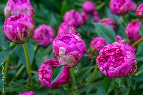 Wallpaper Mural Flowers in the spring garden in May Torontodigital.ca