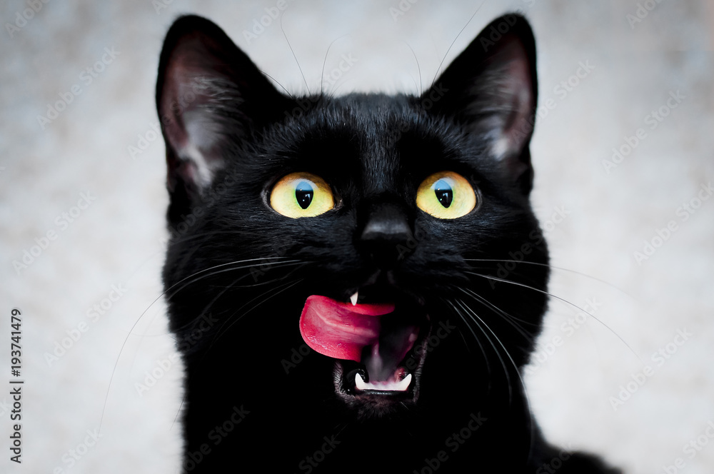 Green eyed black Cat portrait background
