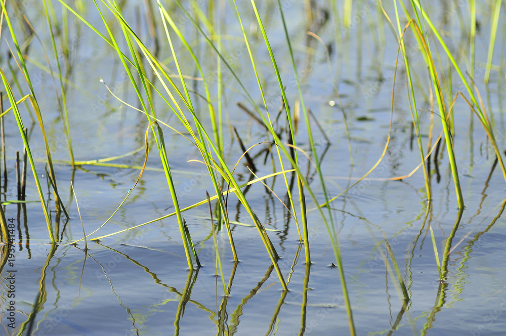 Beautiful serene waving reed in water Beautiful serene waving reed in water