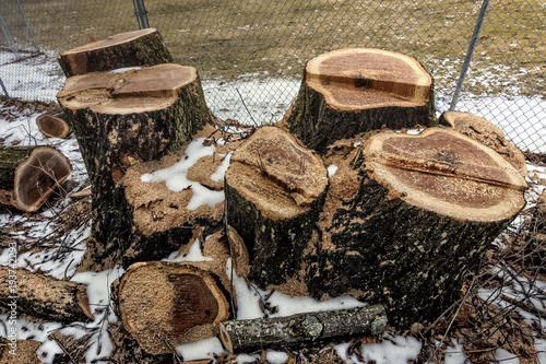 tree with multiple cut trunks