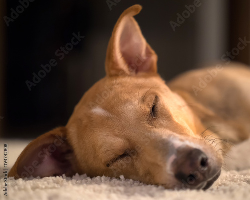 sleeping dog © Comofoto