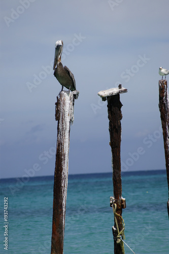 Aruba © Rottmann