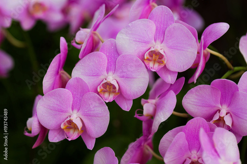 Orchids