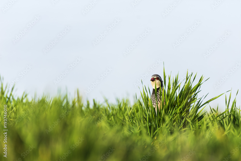 Obraz premium Partridge hiding in the grass