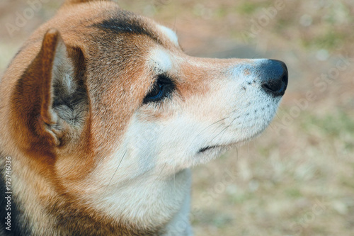 日本犬の顔 © iwao