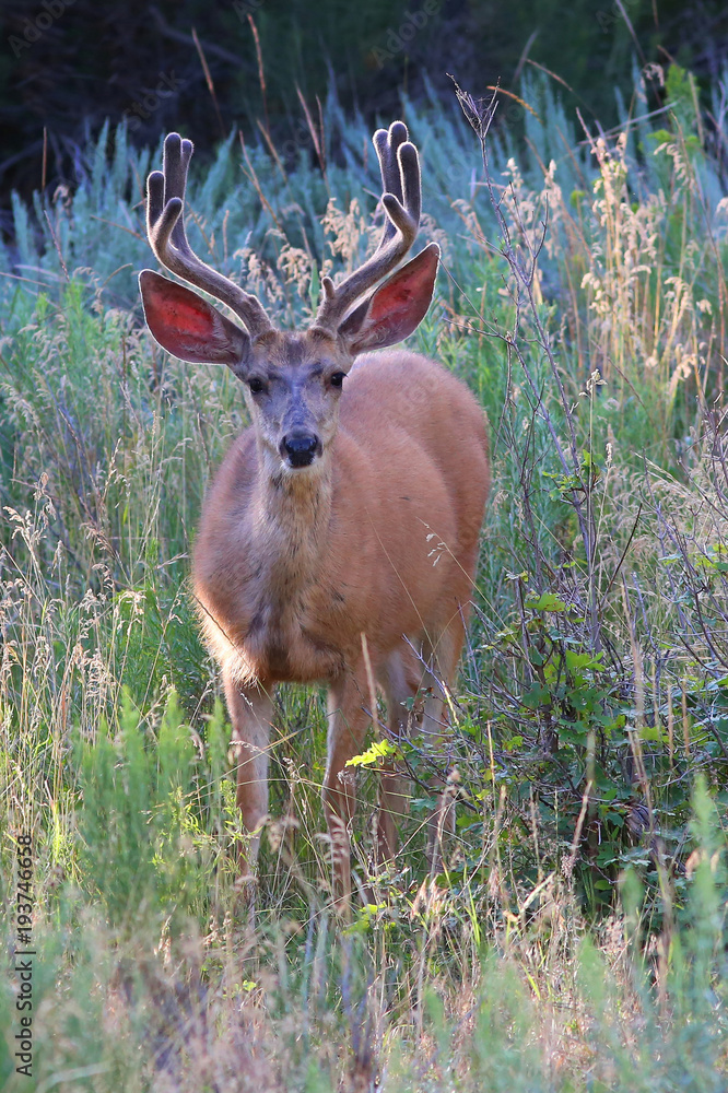 Mule deer buck with velvet antlers looks straight ahead. Mule deer buck with velvet antlers looks straight ahead.