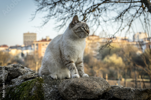 Cat looking far away