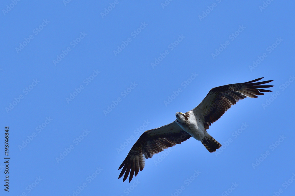 Obraz premium ミサゴの勇姿