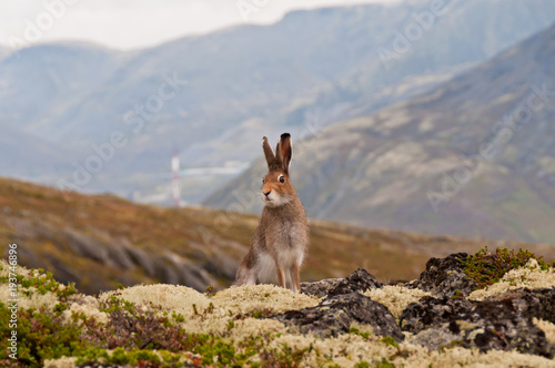 Fototapet Tundra hare also known as mountain hare in natural habitat