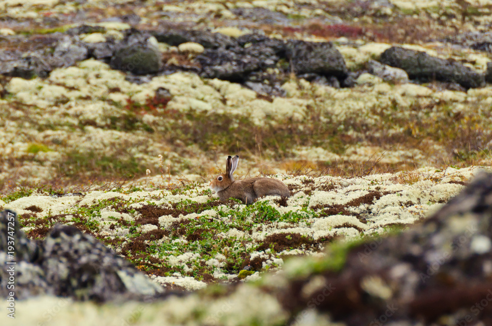 Tundra hare also known as mountain hare in natural habitat. Lepus timidus Tundra hare also known as mountain hare in natural habitat. Lepus timidus
