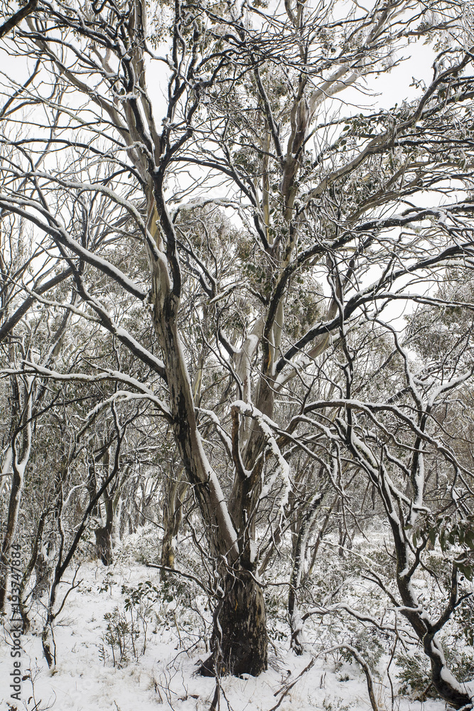 Mt Selwyn, NSW. Mt Selwyn, NSW.
