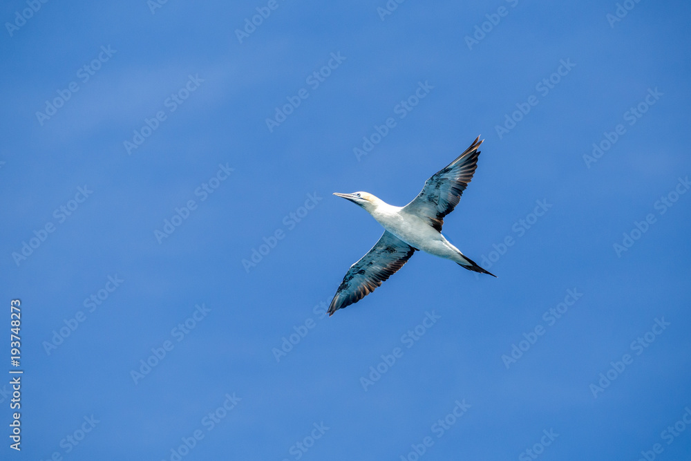 Obraz premium Australiasian gannet flying in a blue cloudless sky at wilsons promontory national park