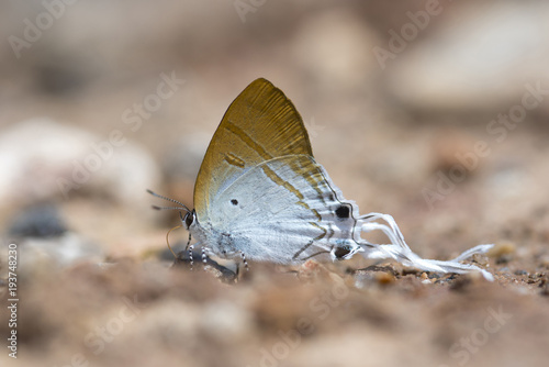 The Common lmperial, long tail butterfly