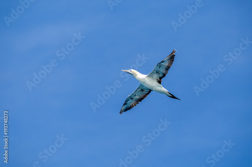 Australiasian gannet flying in a blue cloudless sky at wilsons promontory national park