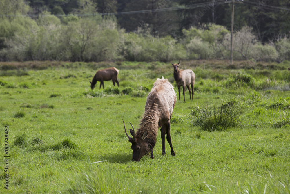 Elk grazing in a green field Elk grazing in a green field