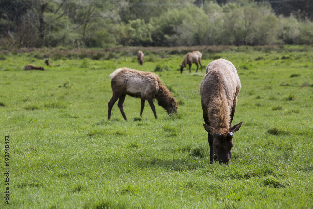 Elk grazing in a green field Elk grazing in a green field