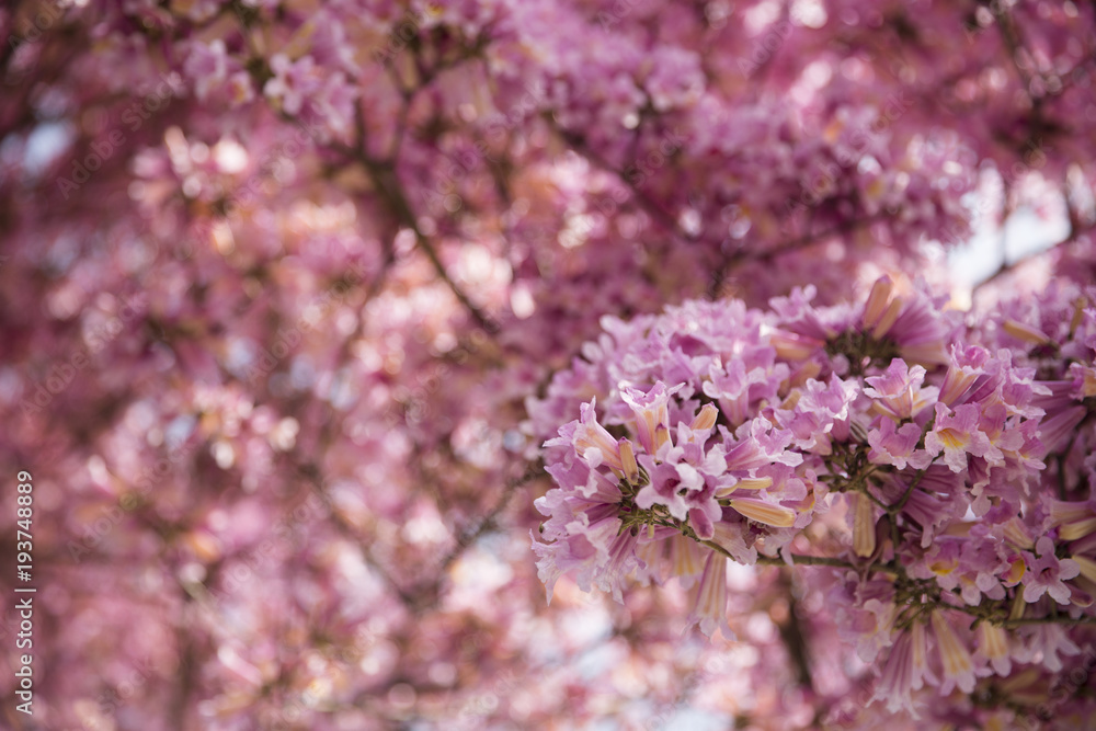 Close up of pink blossoms on a tree
