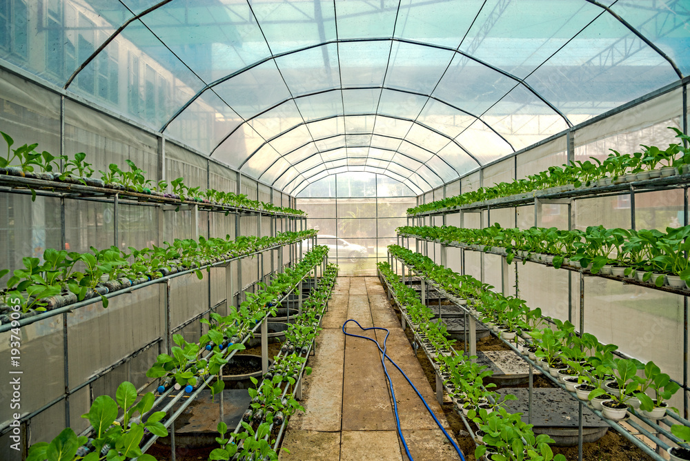 Choy in Greenhouse Hydroponics farm Choy in Greenhouse Hydroponics farm