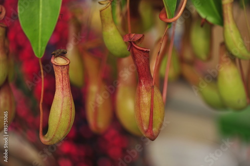 pitcher plants in a greenhouse