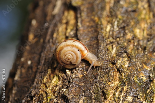 The snail © qiujusong