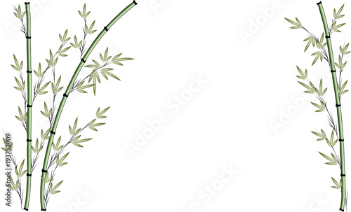 bamboo with blank background