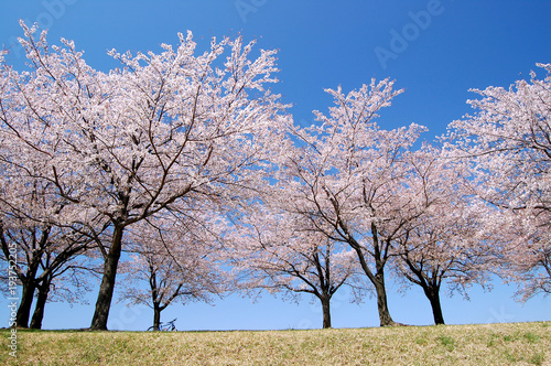 河原の桜並木