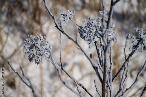 Winter patterns. Plant. Frost. Frost.