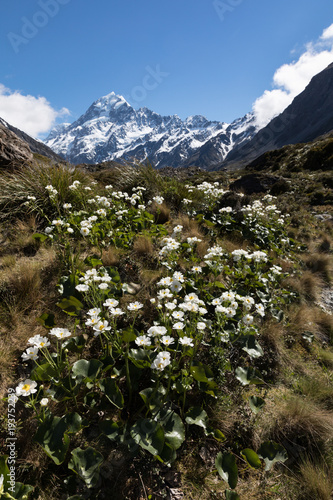 Snow capped Mount Cook with native buttercups in the foreground, New Zealand