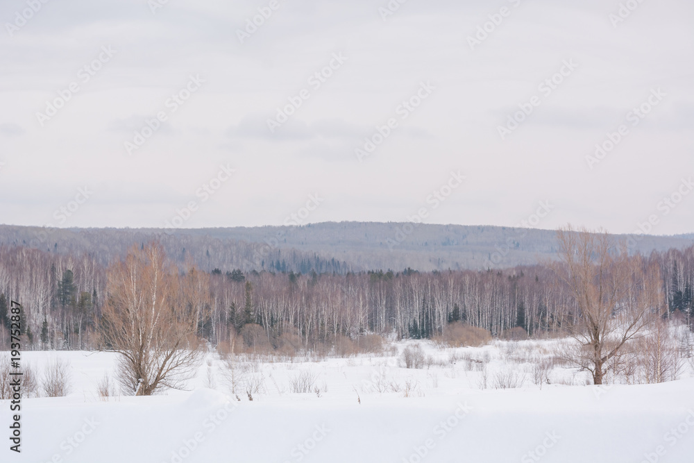 Winter forest, taiga. Forest in winter in Siberia. Taiga pines in the winter. Trees under the snow. Winter forest, taiga. Forest in winter in Siberia. Taiga pines in the winter. Trees under the snow.