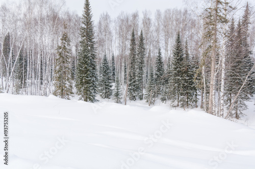 Winter forest, taiga. Forest in winter in Siberia. Taiga pines in the winter. Trees under the snow.